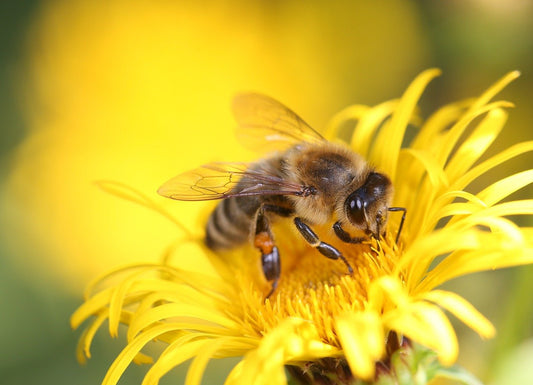 La esencial labor de las abejas en nuestro ecosistema: Polinizadores Clave para la Vida